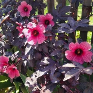 Mahogany Cranberry Hibiscus Live Plants, Set of 2, 5-8 Inch Tall, Outdoor - Image 4