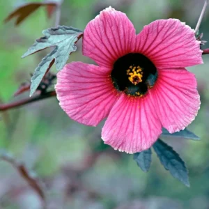 Mahogany Cranberry Hibiscus Live Plants, Set of 2, 5-8 Inch Tall, Outdoor - Image 5