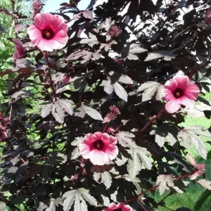 Mahogany Cranberry Hibiscus Live Plants, Set of 2, 5-8 Inch Tall, Outdoor - Image 9