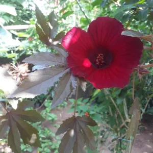 Mahogany Cranberry Hibiscus Plant – Live False Roselle Bush – 5-8 Inch Tall - Image 2