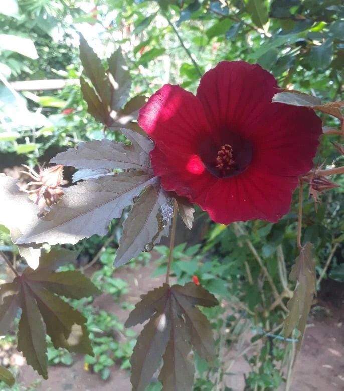 Mahogany Cranberry Hibiscus Plant – Live False Roselle Bush – 5-8 Inch Tall - Image 2