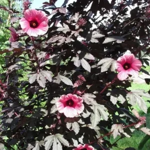 Mahogany Cranberry Hibiscus Plant – Live False Roselle Bush – 5-8 Inch Tall - Image 3