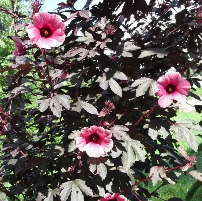 Mahogany Cranberry Hibiscus Plant – Live False Roselle Bush – 5-8 Inch Tall - Image 3