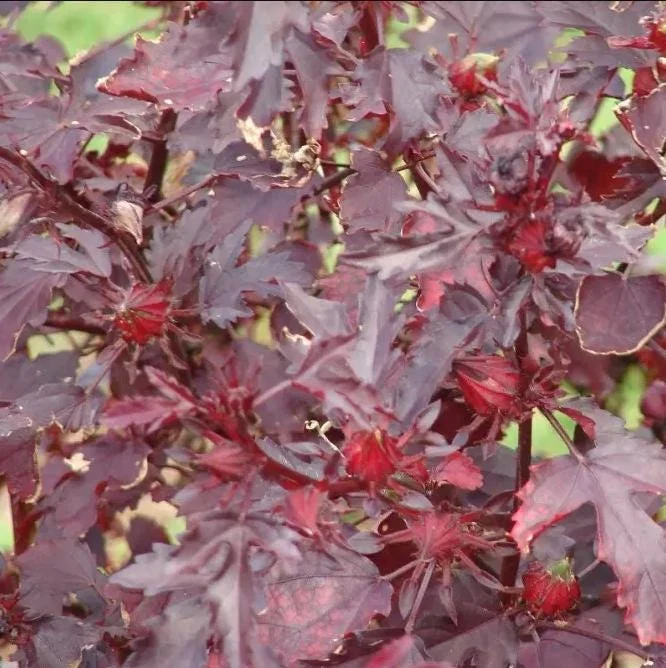 Mahogany Cranberry Hibiscus Plant – Live False Roselle Bush – 5-8 Inch Tall - Image 4