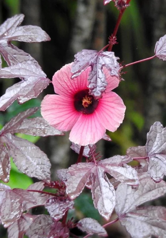 Mahogany Cranberry Hibiscus Plant – Live False Roselle Bush – 5-8 Inch Tall - Image 5