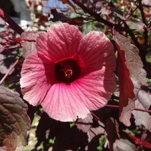 Mahogany Cranberry Hibiscus Plant – Live False Roselle Bush – 5-8 Inch Tall - Image 7