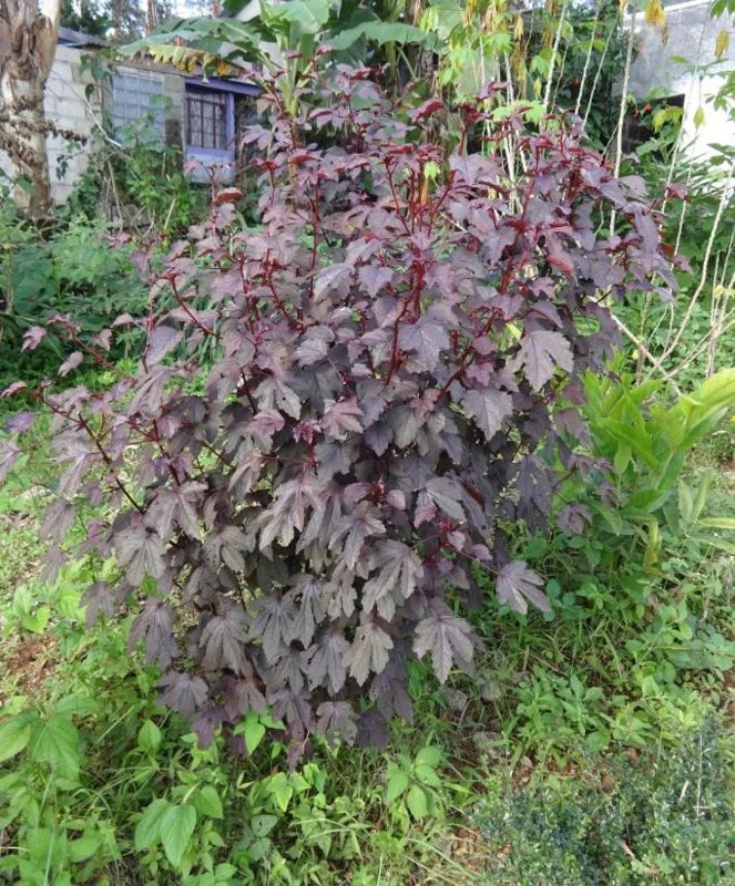 Mahogany Cranberry Hibiscus Plant – Live False Roselle Bush – 5-8 Inch Tall - Image 8