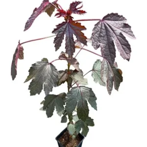 Mahogany Cranberry Hibiscus Plant – Live False Roselle Bush – 5-8 Inch Tall - Image 1