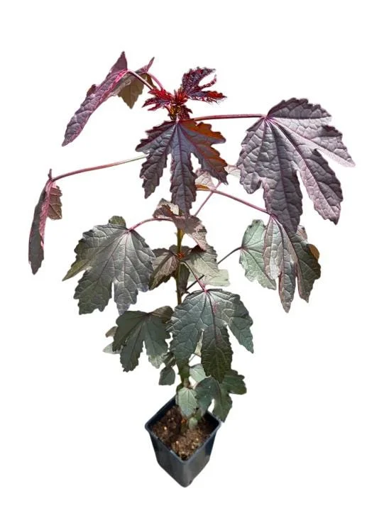 Mahogany Cranberry Hibiscus Plant – Live False Roselle Bush – 5-8 Inch Tall - Image 1