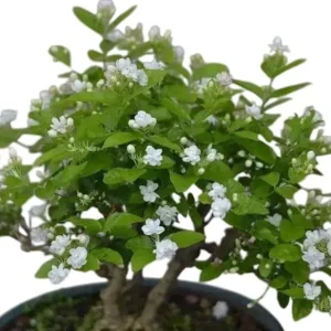 Maid of Orleans Arabian Jasmine Live Plant – White Flowering Shrub – 5-8 Inch Tall - Image 1