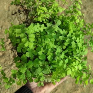 Maidenhair Fern Rhizomes - 5 Live Roots for Indoor/Outdoor Planting - Image 4