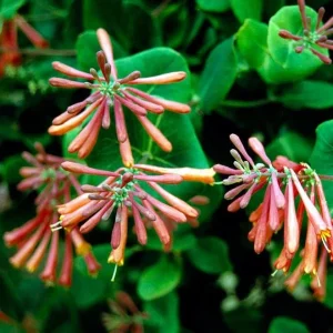 Major Wheeler Red Honeysuckle Vine Live Plant - Lonicera Sempervirens 5-8 Inch Tall - Image 2