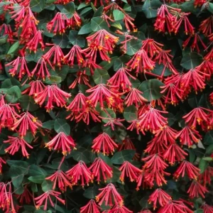 Major Wheeler Red Honeysuckle Vine Live Plant - Lonicera Sempervirens 5-8 Inch Tall - Image 3