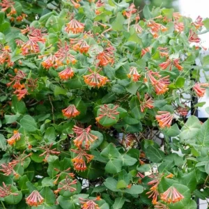 Major Wheeler Red Honeysuckle Vine Live Plant - Lonicera Sempervirens 5-8 Inch Tall - Image 1