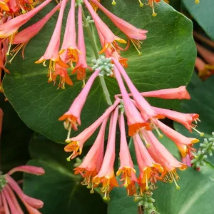 Major Wheeler Red Honeysuckle Vine Live Plant - Lonicera Sempervirens 5-8 Inch Tall - Image 8