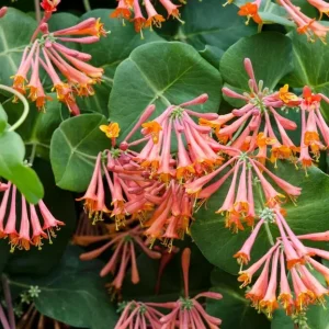 Major Wheeler Red Honeysuckle Vine Live Plant - Lonicera Sempervirens 5-8 Inch Tall - Image 9