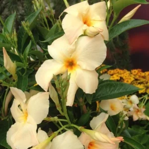 Mandevilla Vine Live Plant – Tropical Flowering Vine – 5-9 Inch Tall – Outdoor/Indoor - Image 2