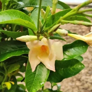 Mandevilla Vine Live Plant – Tropical Flowering Vine – 5-9 Inch Tall – Outdoor/Indoor - Image 5