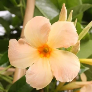 Mandevilla Vine Live Plant – Tropical Flowering Vine – 5-9 Inch Tall – Outdoor/Indoor - Image 6