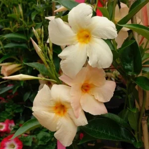 Mandevilla Vine Live Plant – Tropical Flowering Vine – 5-9 Inch Tall – Outdoor/Indoor - Image 7