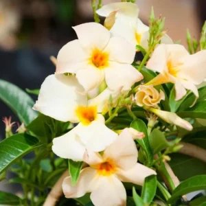 Mandevilla Vine Live Plant – Tropical Flowering Vine – 5-9 Inch Tall – Outdoor/Indoor - Image 8