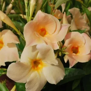 Mandevilla Vine Live Plant – Tropical Flowering Vine – 5-9 Inch Tall – Outdoor/Indoor - Image 1