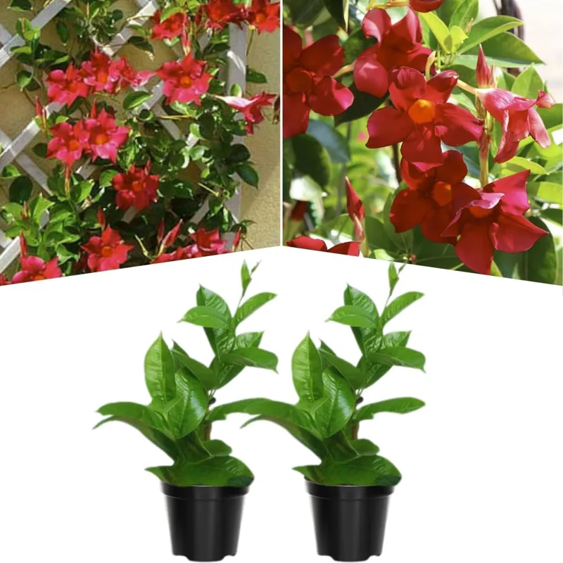 Mandevilla Vine Live Plants - Vibrant Red Flowering Vines, 4-7 Inches Tall - Image 2