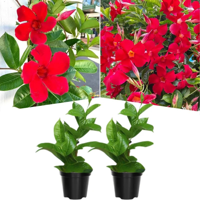 Mandevilla Vine Live Plants - Vibrant Red Flowering Vines, 4-7 Inches Tall - Image 3