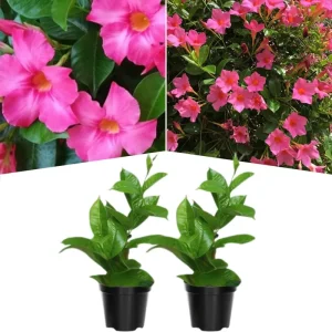 Mandevilla Vine Live Plants - Vibrant Red Flowering Vines, 4-7 Inches Tall - Image 4