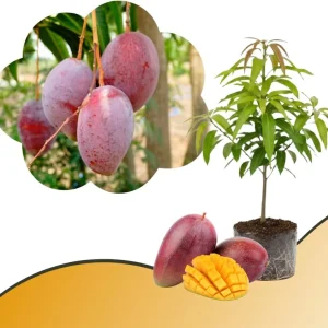 Mango Tree Live Plant - Sweet Tropical Yellow Red Mango in 3 Gallon Pot, Outdoor - Image 6