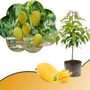 Mango Tree Live Plant - Sweet Tropical Yellow Red Mango in 3 Gallon Pot, Outdoor - Image 7