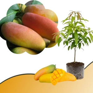 Mango Tree Live Plant - Sweet Tropical Yellow Red Mango in 3 Gallon Pot, Outdoor - Image 9