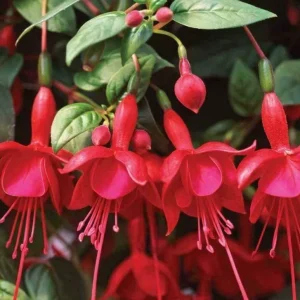 Marinka Fuchsia Live Plant, 5