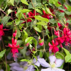 Marinka Fuchsia Live Plant, 5