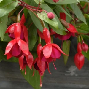 Marinka Fuchsia Live Plant, 5
