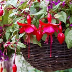 Marinka Fuchsia Live Plant, 5