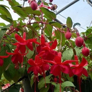 Marinka Fuchsia Live Plant, 5