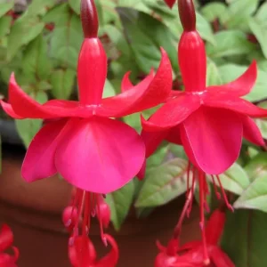 Marinka Fuchsia Live Plant, 5