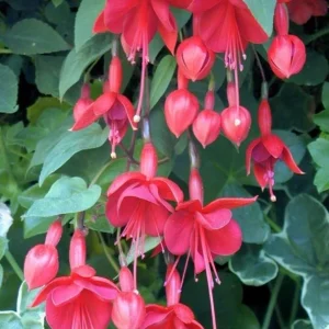 Marinka Fuchsia Live Plant, 5