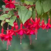Marinka Fuchsia Live Plant, 5" Pot, Small Flowering Shrub, Red Blooms - Image 1
