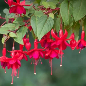 Marinka Fuchsia Live Plant, 5