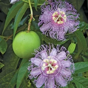 Maypop Passionflower Live Plant - Passiflora Incarnata 4-6 Inch Tall Outdoor Purple - Image 2