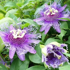 Maypop Passionflower Live Plant - Passiflora Incarnata 4-6 Inch Tall Outdoor Purple - Image 3