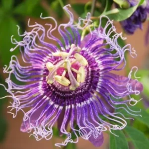 Maypop Passionflower Live Plant - Passiflora Incarnata 4-6 Inch Tall Outdoor Purple - Image 5