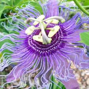 Maypop Passionflower Live Plant - Passiflora Incarnata 4-6 Inch Tall Outdoor Purple - Image 7