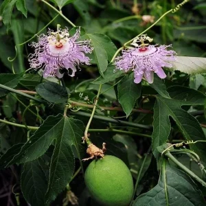 Maypop Passionflower Live Plant - Passiflora Incarnata 4-6 Inch Tall Outdoor Purple - Image 8