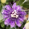 Maypop Passionflower Live Plant - Passiflora Incarnata 4-6 Inch Tall Outdoor Purple - Image 1