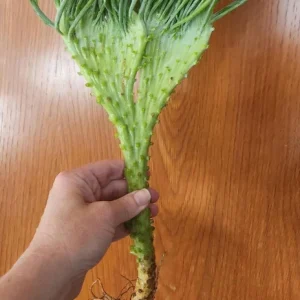 Mermaid Tail Succulent Live Plant – Crassula undulata – Wavy Leaf Indoor Plant - Image 1