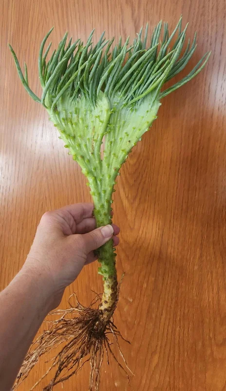 Mermaid Tail Succulent Live Plant – Crassula undulata – Wavy Leaf Indoor Plant - Image 1