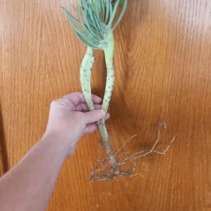 Mermaid Tail Succulent Live Plant – Crassula undulata – Wavy Leaf Indoor Plant - Image 10